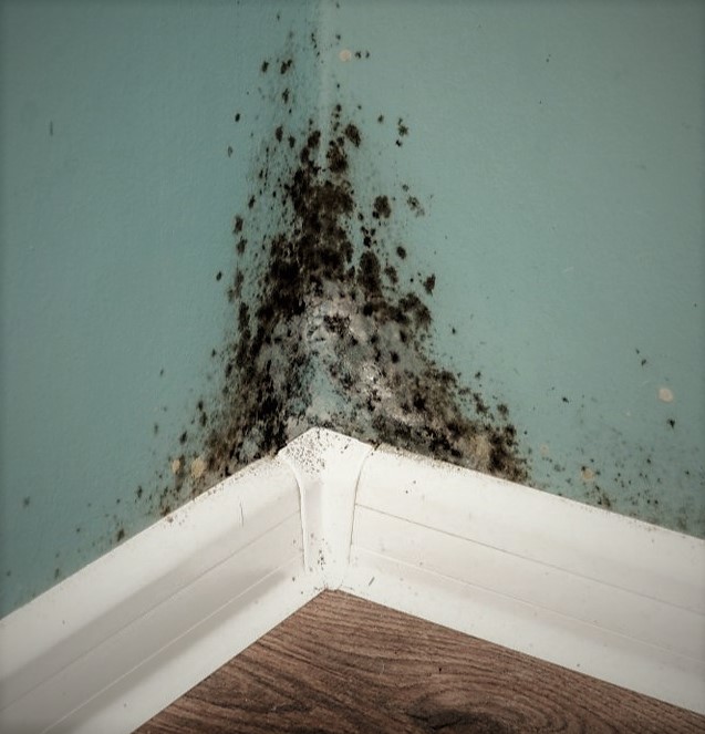 Primary Causes of Mold in Buildings ASK Environmental
